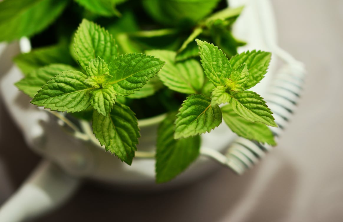 peppermint,medicinal,plant